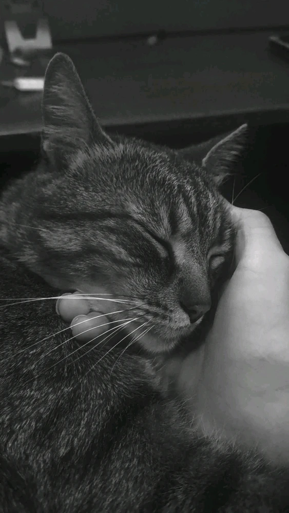 GIF tso los ntawm Metoo