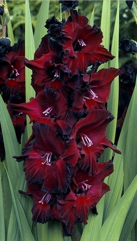 Gi-upload ni Ɗagger ang hulagway