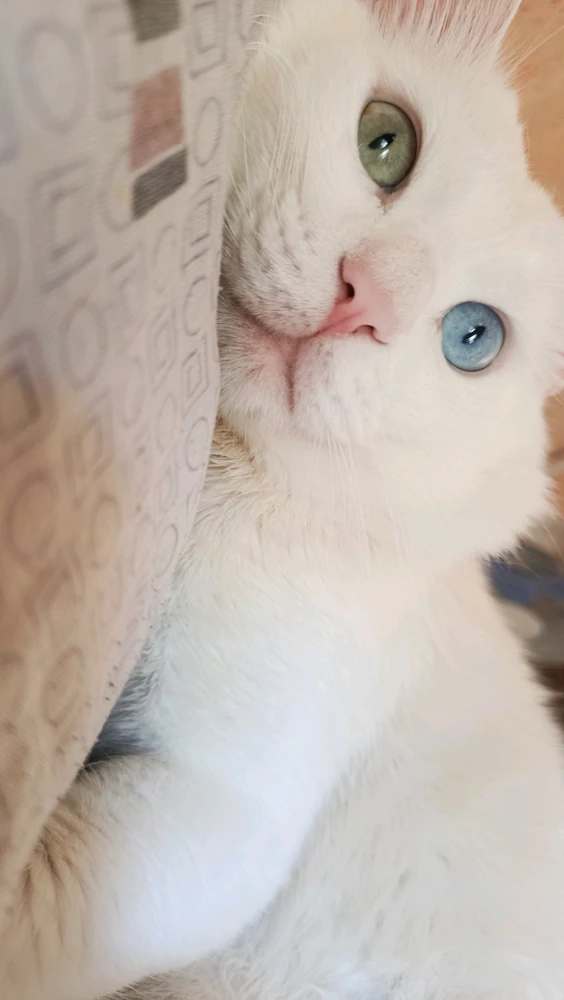 GIF gi-upload ni Kun iheb