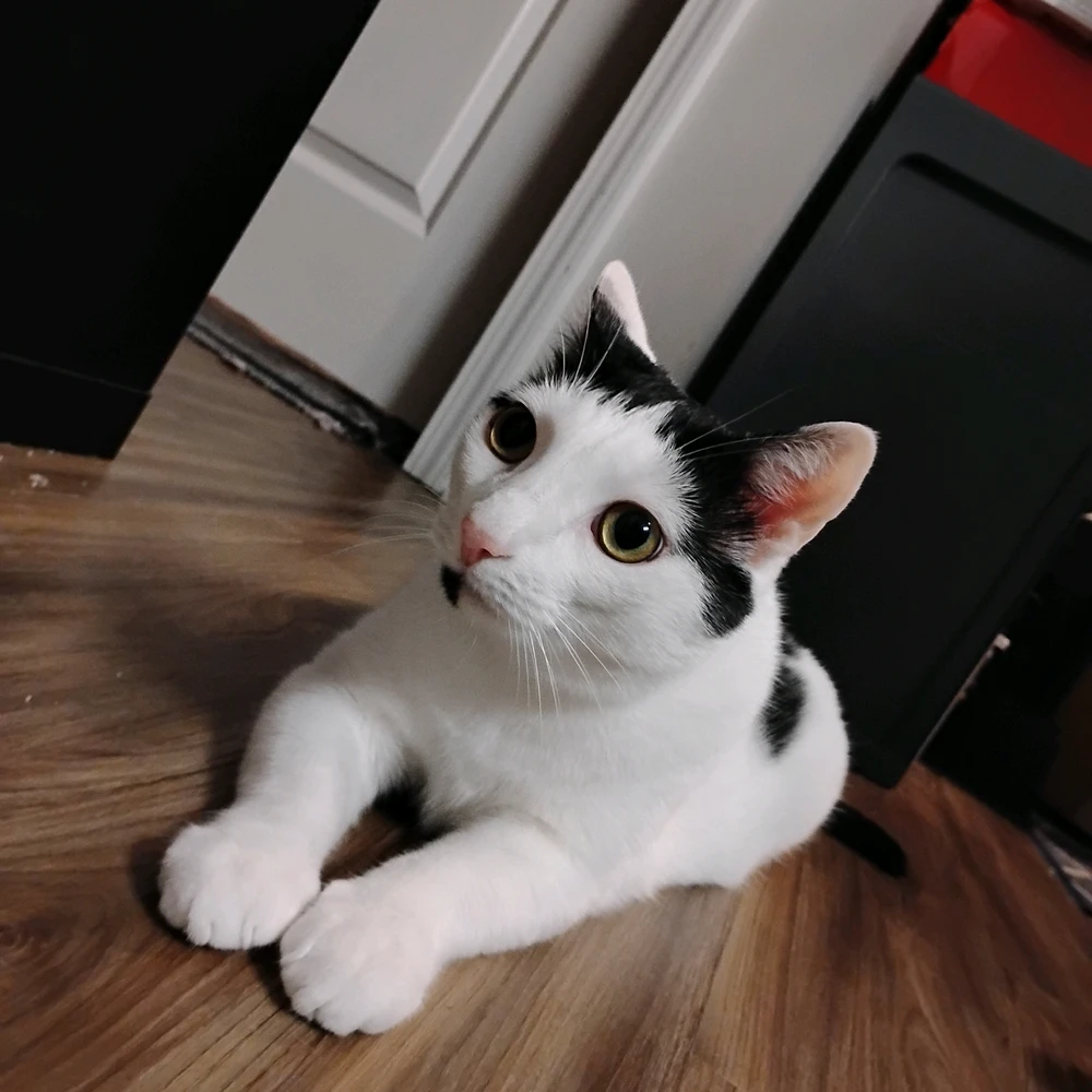 Nas يۈكلىگەن GIF