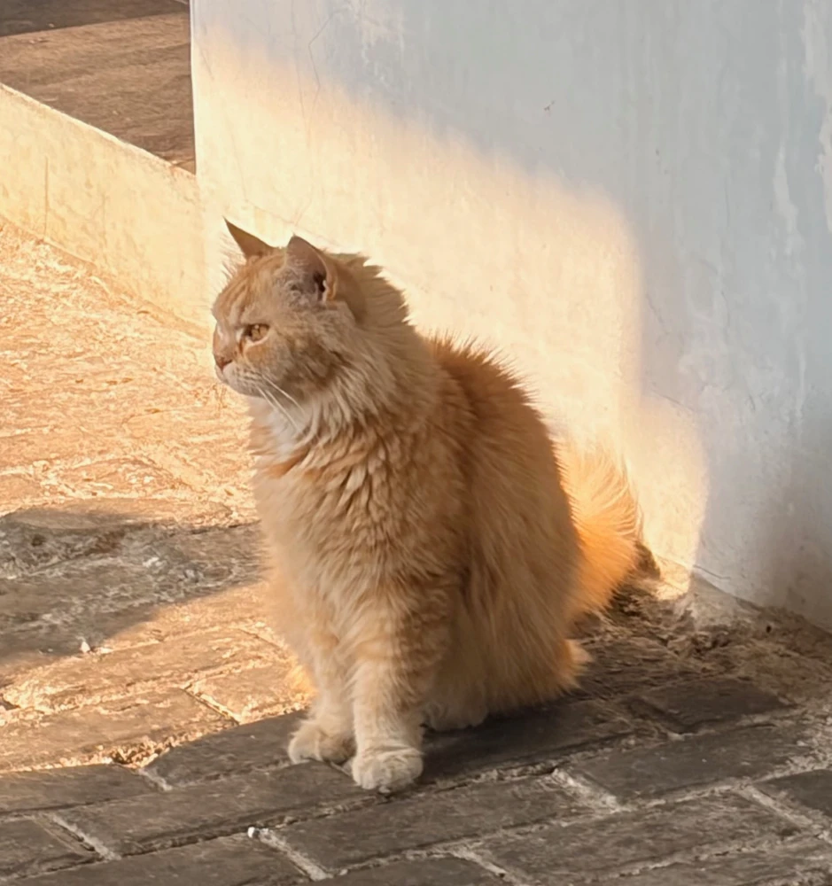 Selly 上傳的 GIF