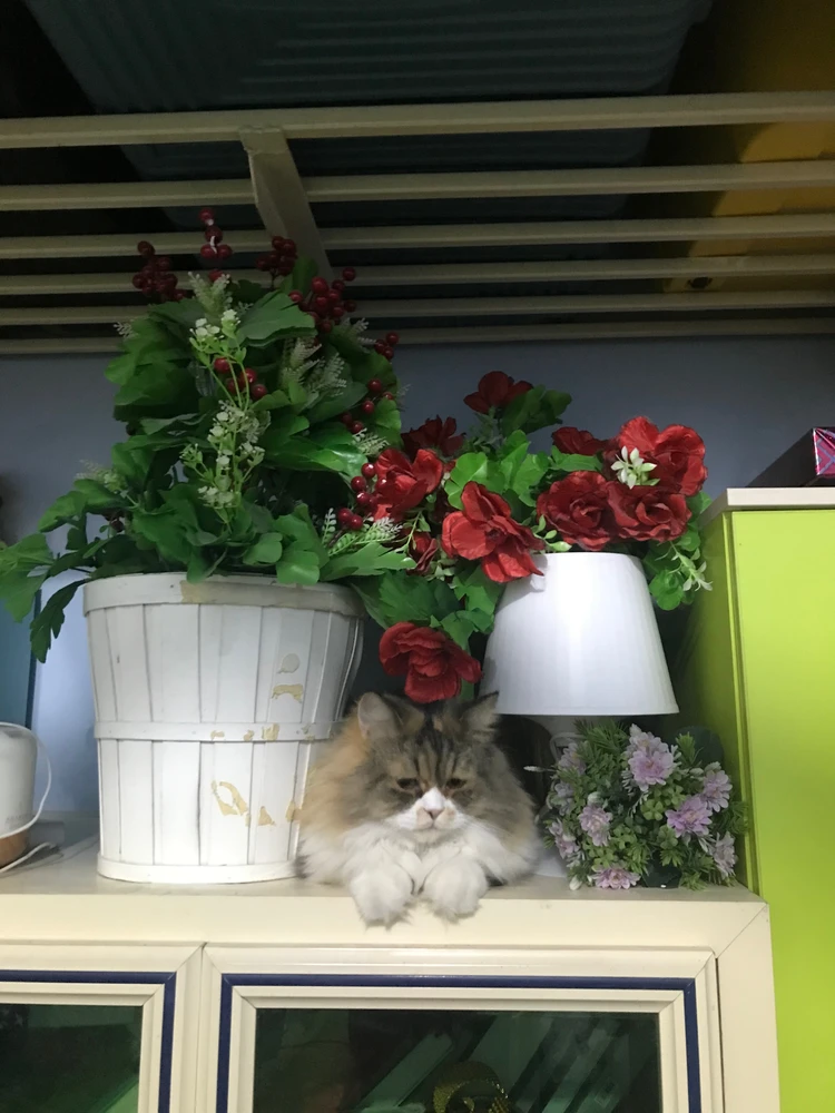 GIF gi-upload ni Riz