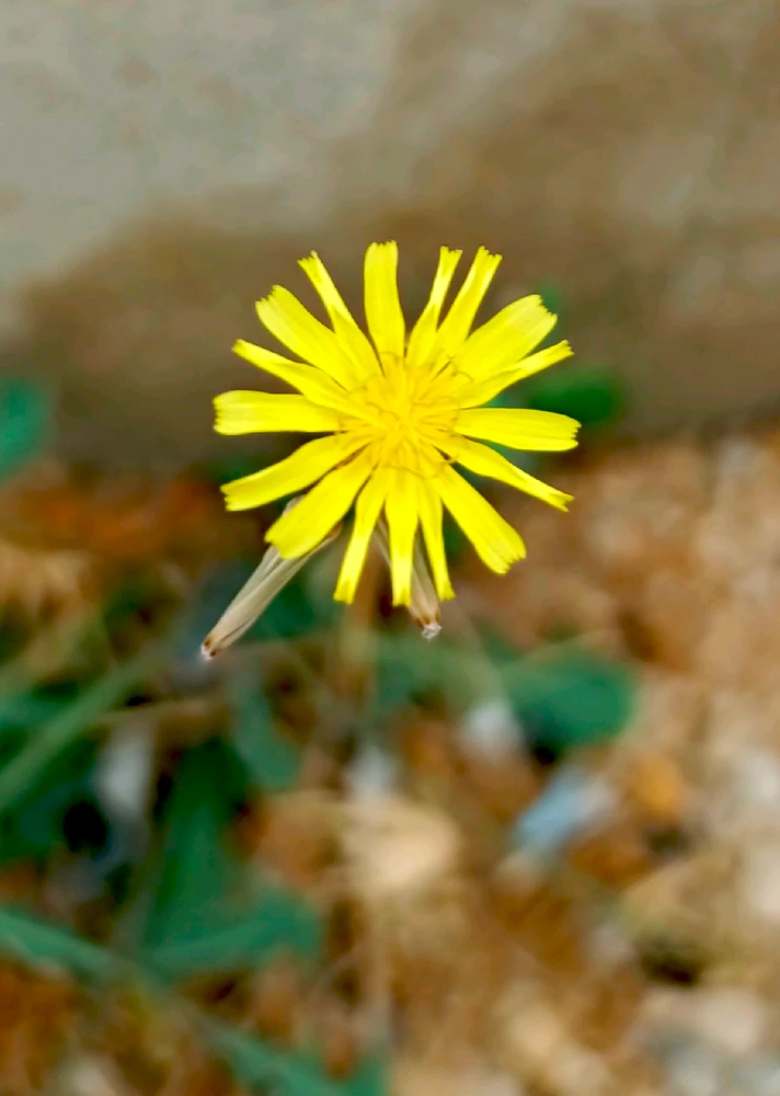 GIF na in-upload ni 𝑨𝒏𝒆𝒆𝒍..