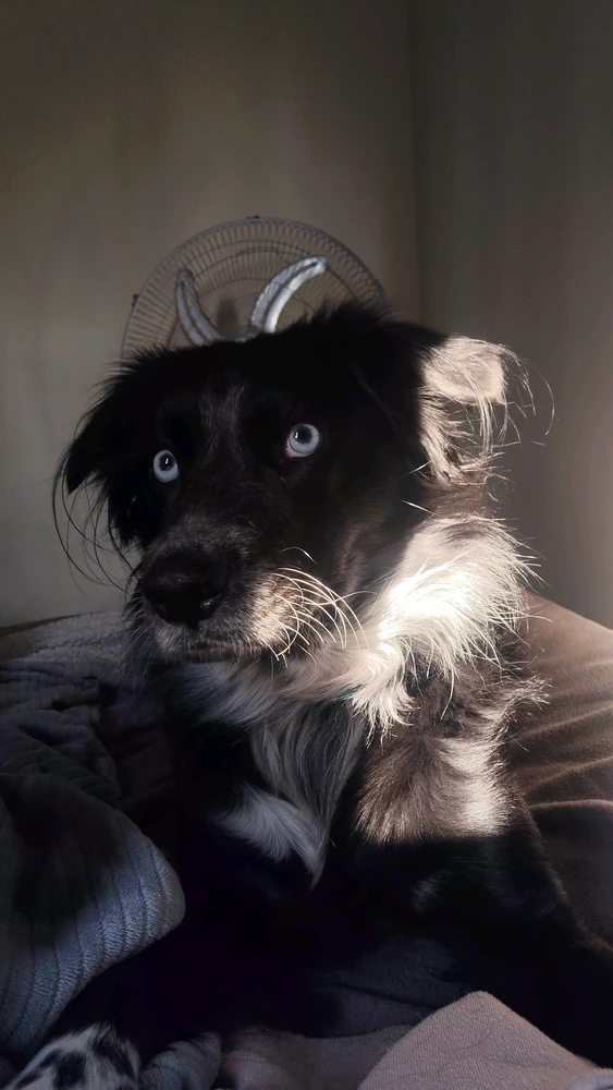 GIF uploaded by Talo