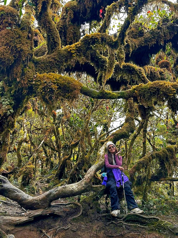 Mossy Forest🌱🌿