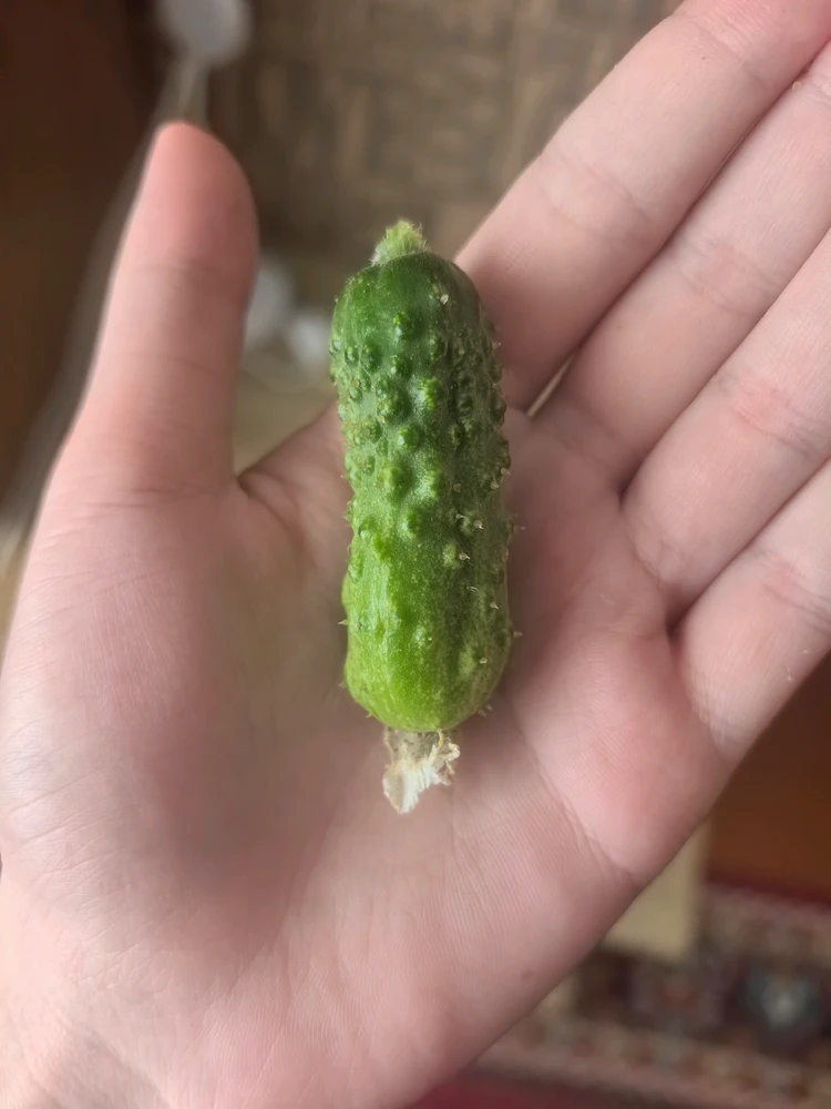 Rose上传的GIF