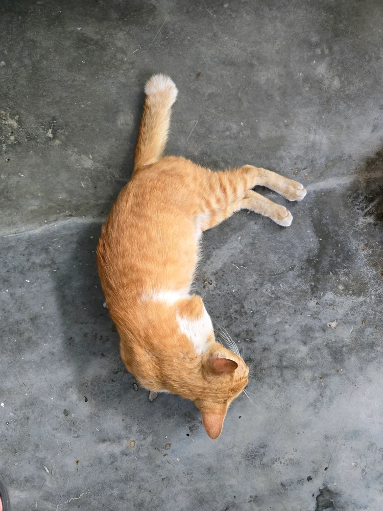 GIF อัปโหลดโดย Lesley