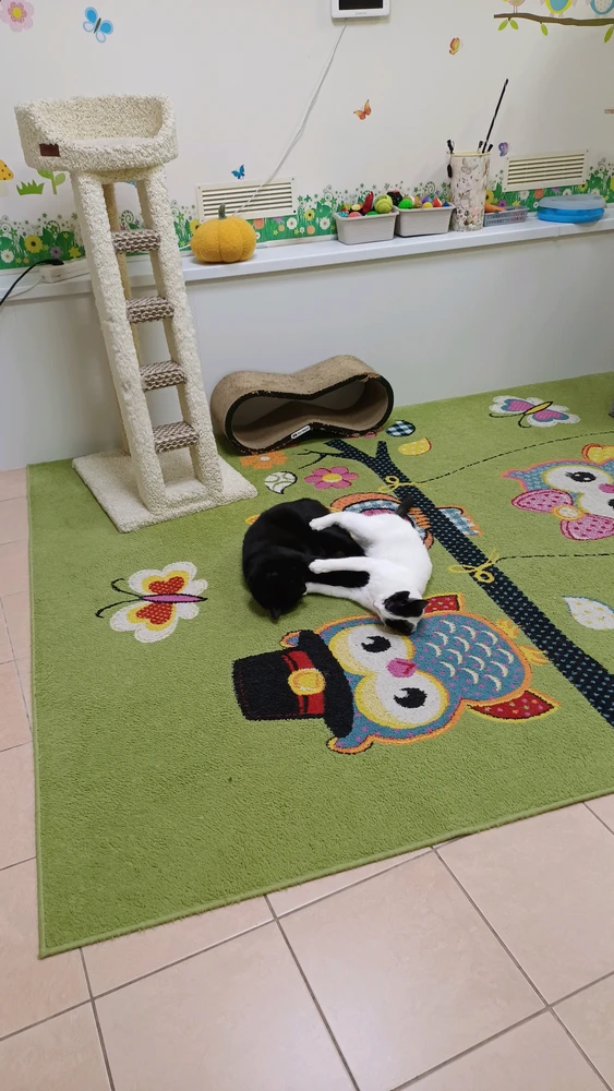 Евгения ଦ୍ୱାରା ଅପଲୋଡ୍ ହୋଇଥିବା GIF