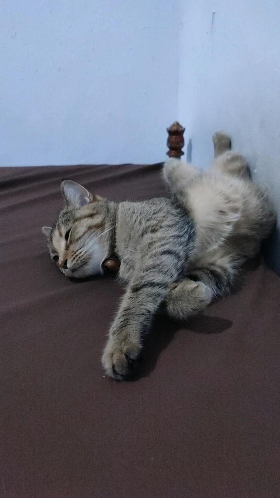GIF pujat per ꨄ𝐃ꨄ