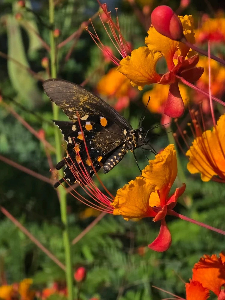 Pipevine Swallowtail