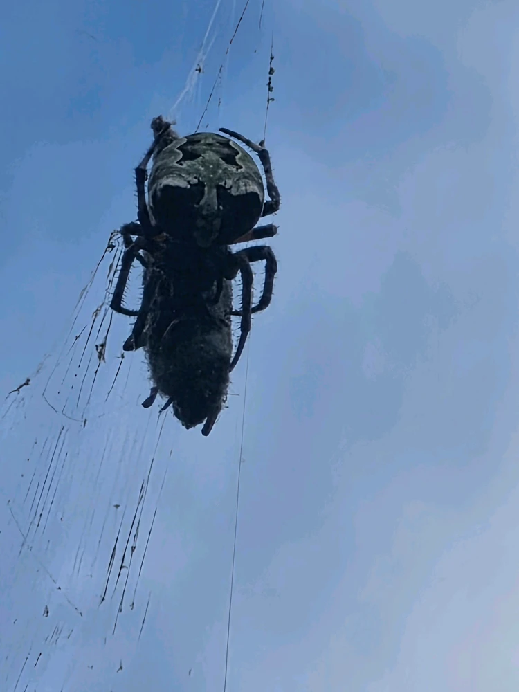 Giant Lichen Orb-weaver