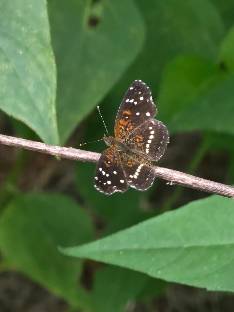 Texan Crescent butterfly