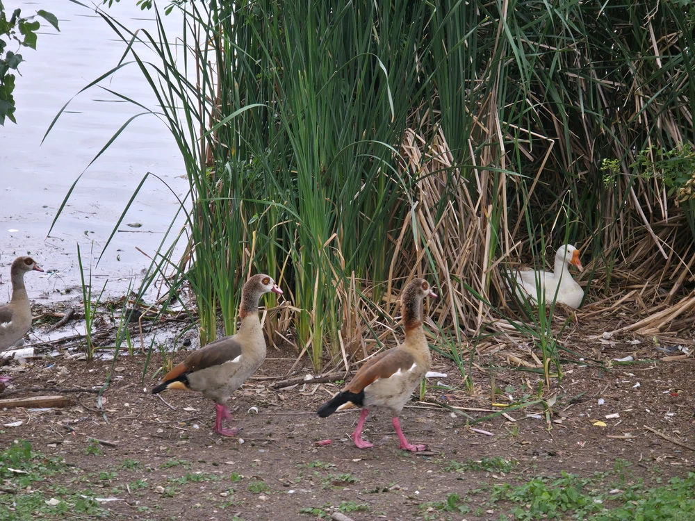 Egyptian geese with domestic white goose