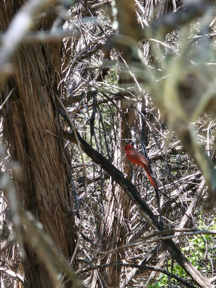 Northern Cardinal