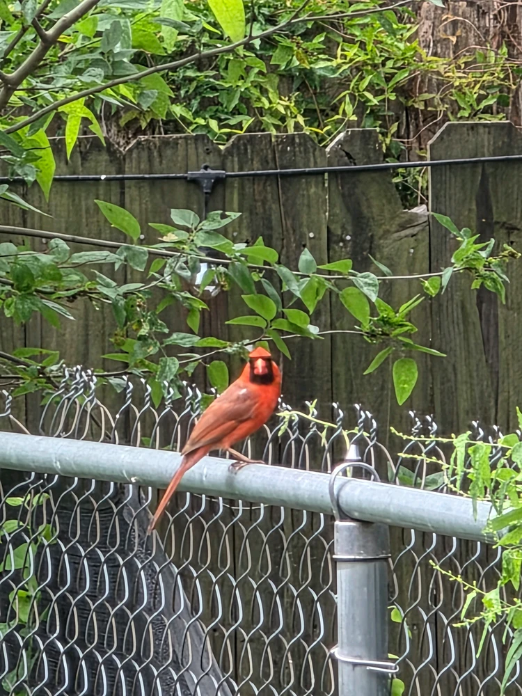 Northern Cardinal