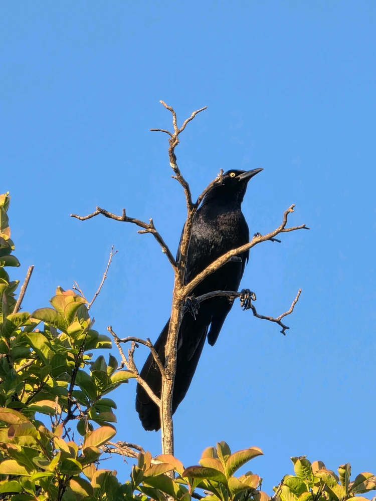Great-tailed Grackle