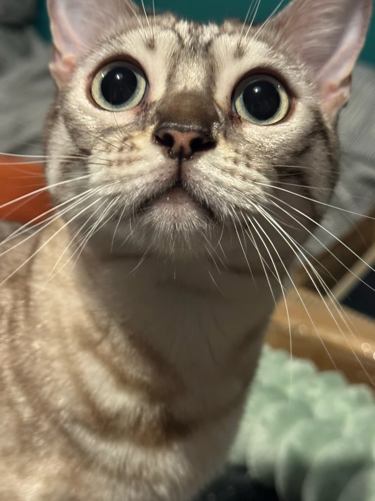 Imatge pujada per percy
