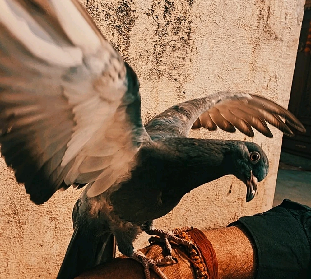 GIF eropgeluede vum Jayanth