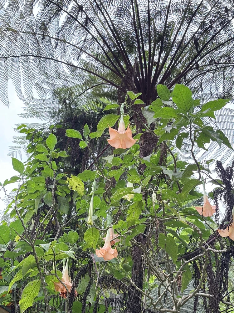 Len විසින් උඩුගත කළ රූපය