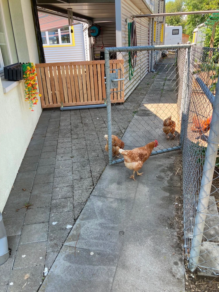 Imatge pujada per ℳℴ𝓇𝓃𝒾𝓃ℊ𝓈𝓉𝒶𝓇