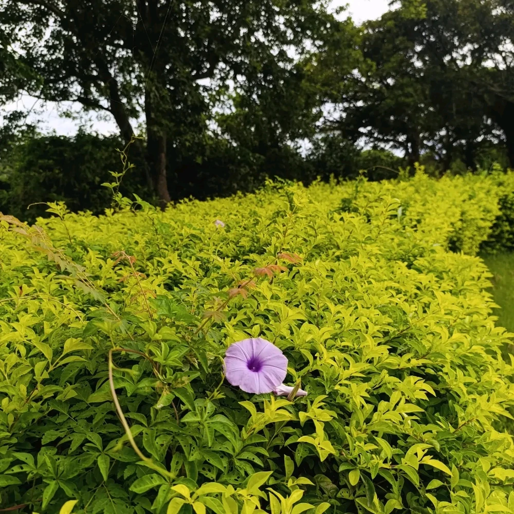 Bild hochgeladen von 亞力克