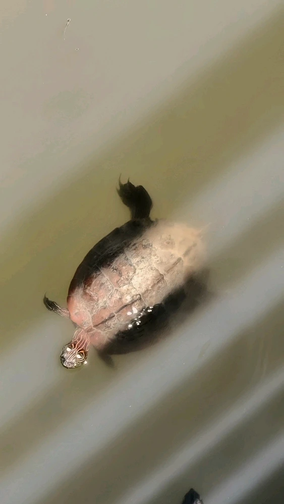 GIF uploaded by Antony