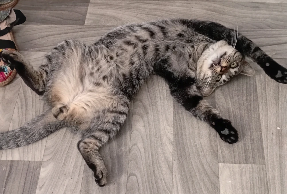 GIF încărcat de Chachis Rodriguez