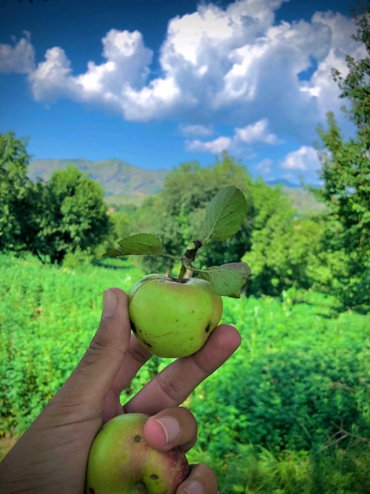 GIF Ahmad Khan tərəfindən yükləndi