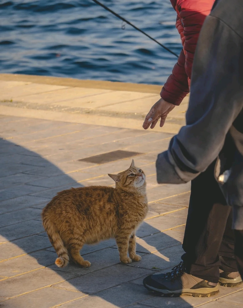 GIF uaslódáilte ag Suleman