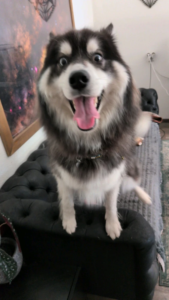 GIF uploaded by Caine