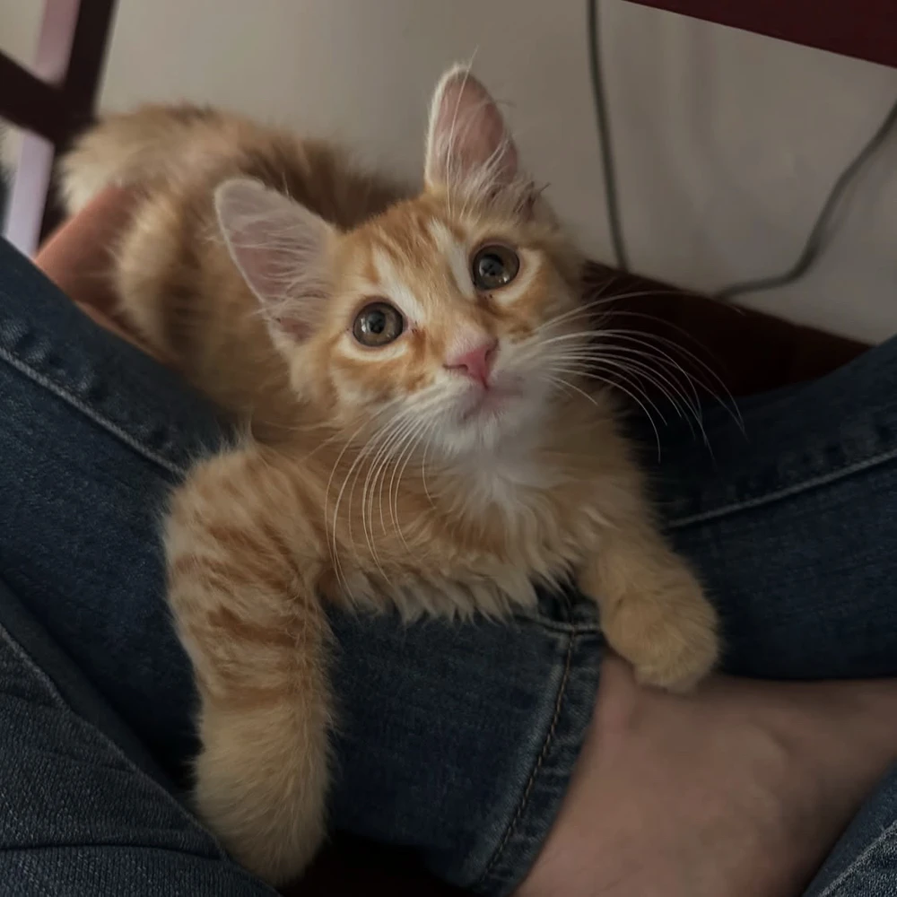 Sebastian پاران اپ لوڊ ٿيل GIF