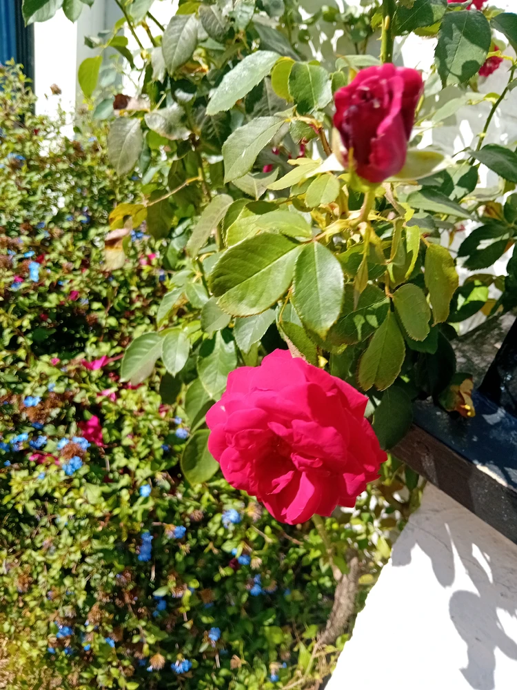 GIF uploaded by Saff