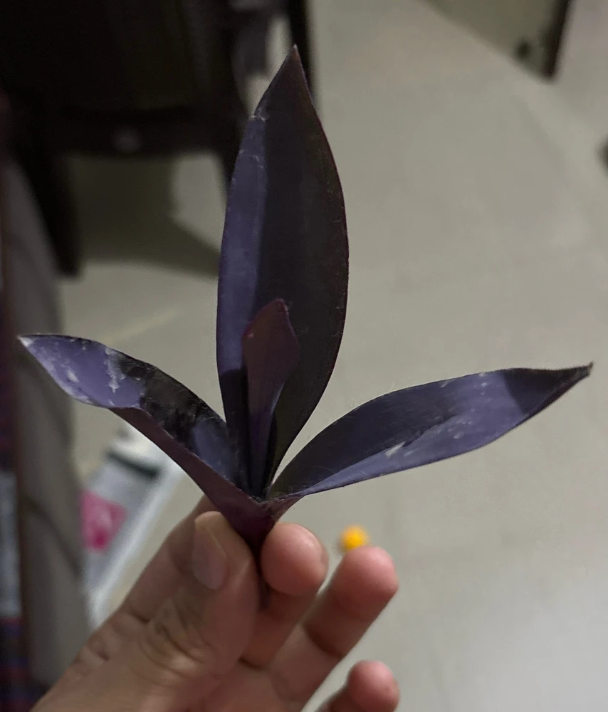 Suf上传的GIF