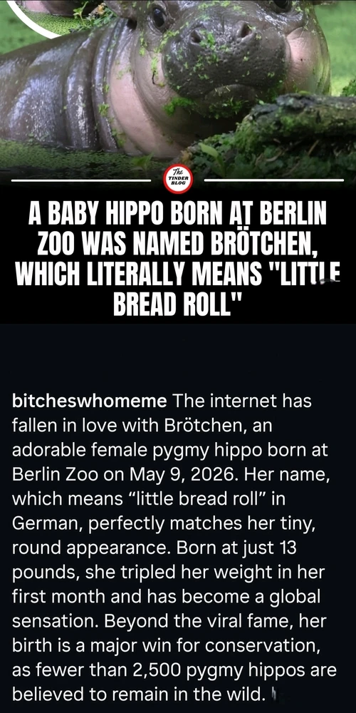 由Maili上传的图片