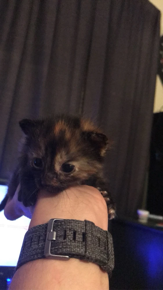 a month old