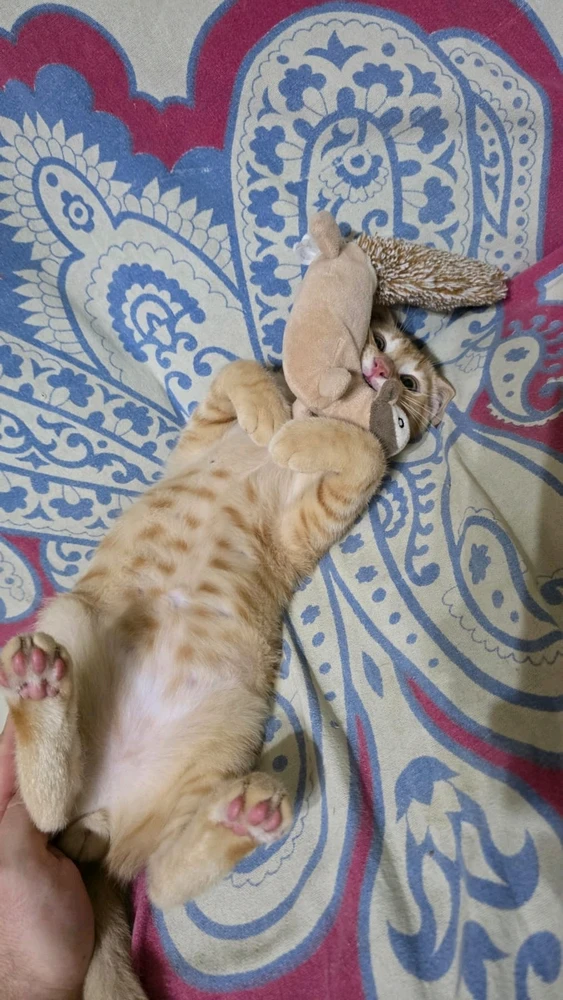 Ivon上传的GIF
