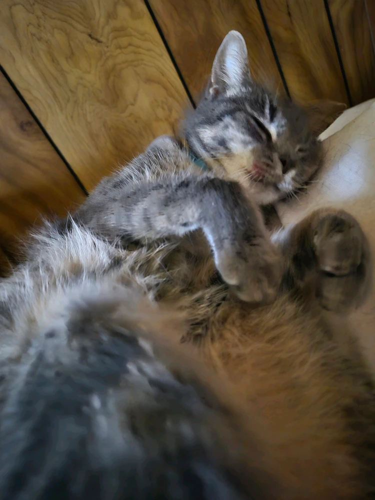 Kitty විසින් GIF එක upload කරන ලදී