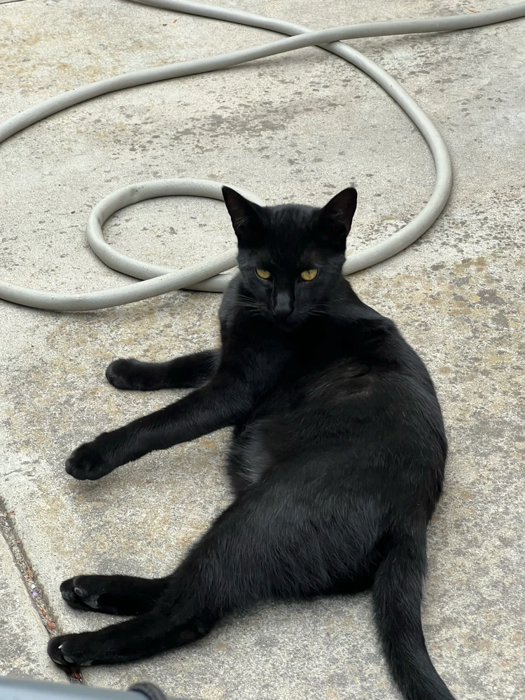 My black cat Ozzzy