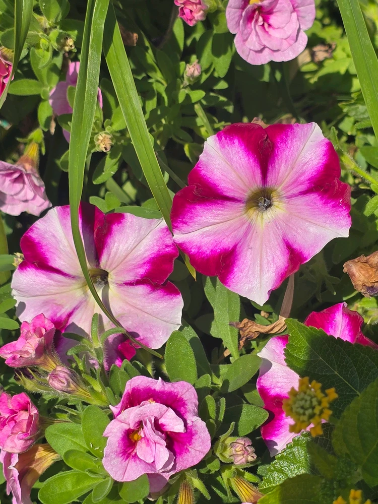 GIF nke 《🌹.::Lenöré::.🌹》 bugoro