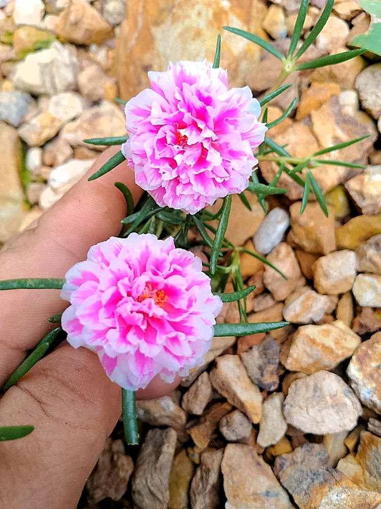 Love上傳的圖片