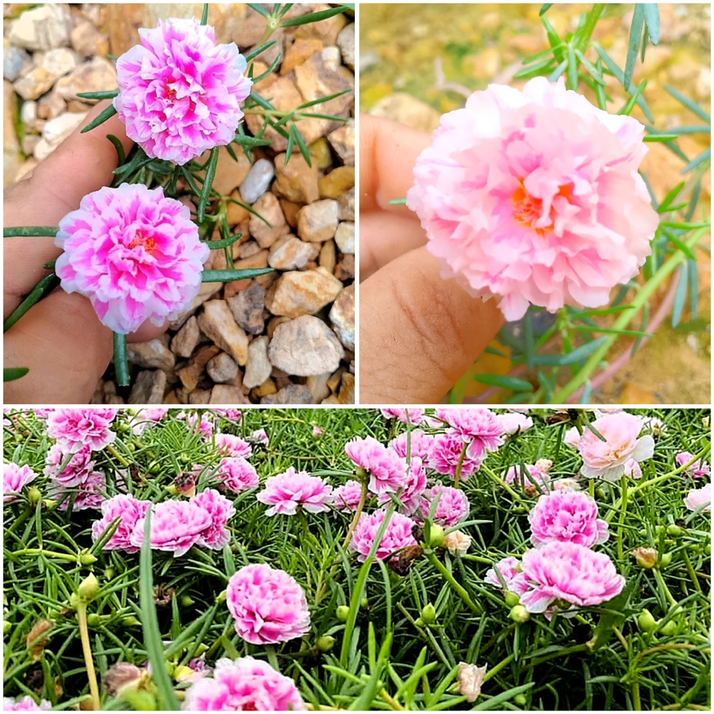 Love上傳的圖片
