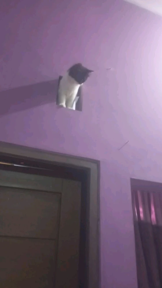 Hakka 上傳的 GIF