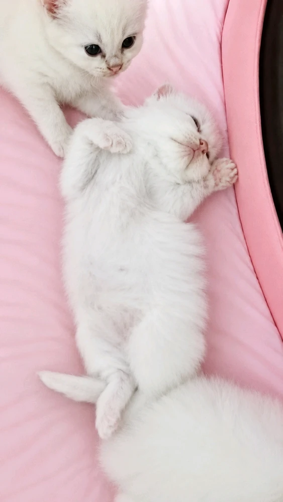 GIF uploaded by nindhit