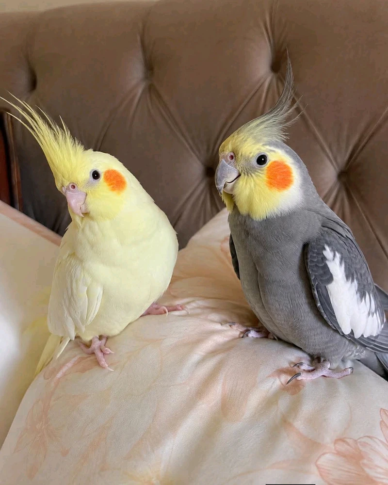 GIF uploaded by Fawzy
