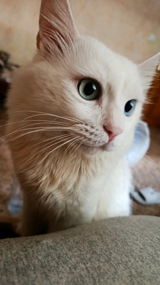 GIF uploaded by Kun iheb