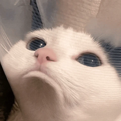GIF diunggah ku Nagi