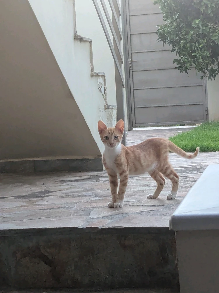GIF жүктеген Theodore