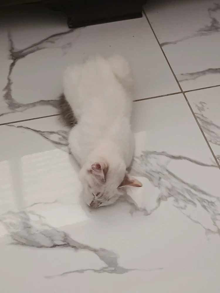 GIF imtella' minn Adam