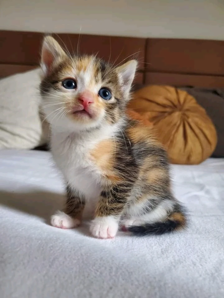 This is my little cat
