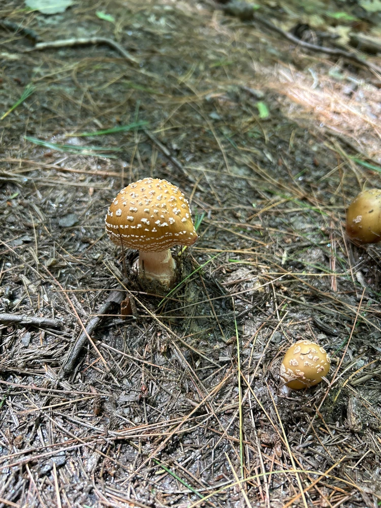 Myleika上傳的圖片